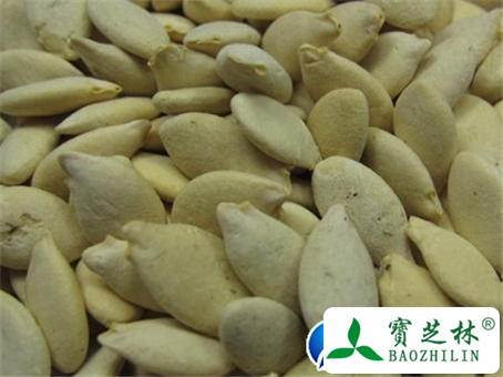 冬瓜子的功效与作用及食用方法图片