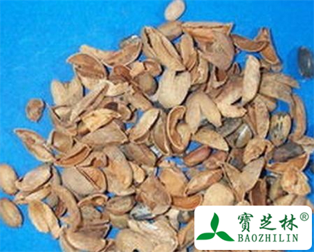 巴豆壳的功效与作用及食用方法图片