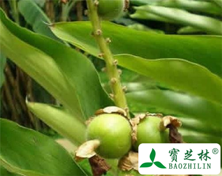 白豆蔻的功效与作用及食用方法图片