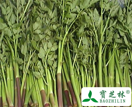 水芹菜的功效与作用及食用方法图片
