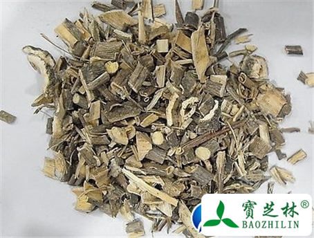 冬青皮的功效与作用及食用方法图片