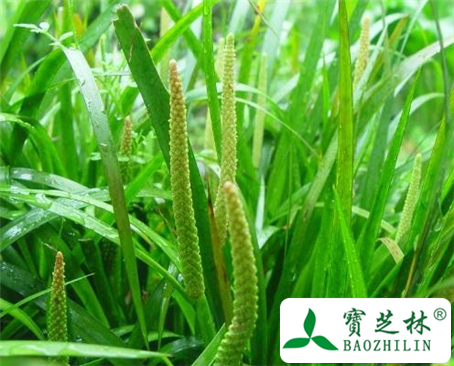石菖蒲花的功效与作用及食用方法图片
