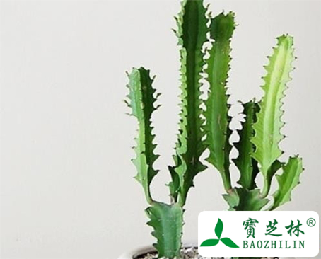 龙骨的功效与作用及食用方法图片