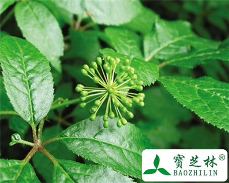 五加皮的功效与作用及食用方法图片