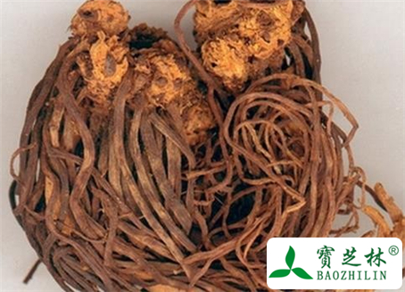 白地紫菀的功效与作用及食用方法图片