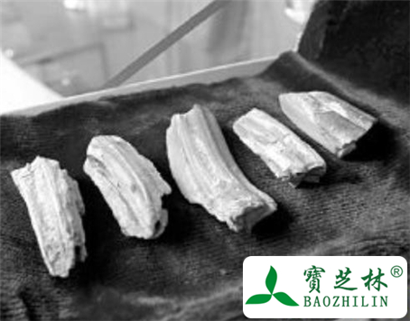 龙齿的功效与作用及食用方法图片