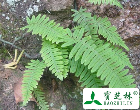 龙骨莲的功效与作用及食用方法图片