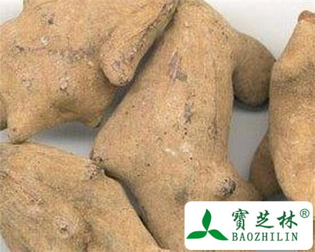 五倍子内虫的功效与作用及食用方法图片