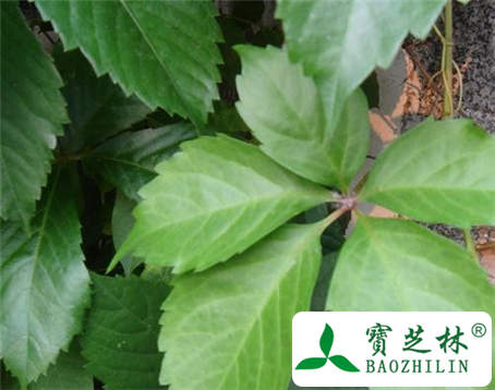 地锦的功效与作用及食用方法图片