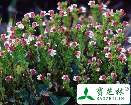 芒小米草的功效与作用及食用方法图片