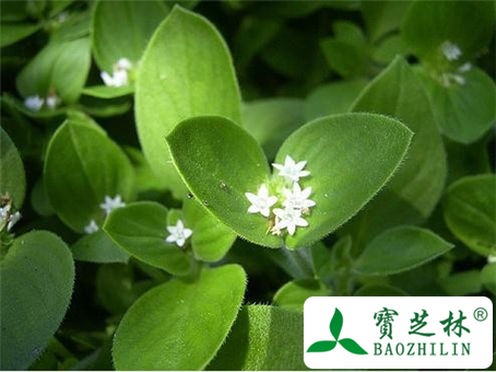 母丁香的功效与作用及食用方法图片
