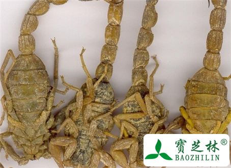 全蝎的功效与作用及食用方法图片