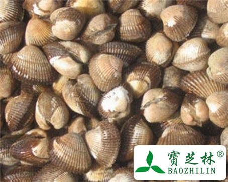 瓦楞子的功效与作用及食用方法图片