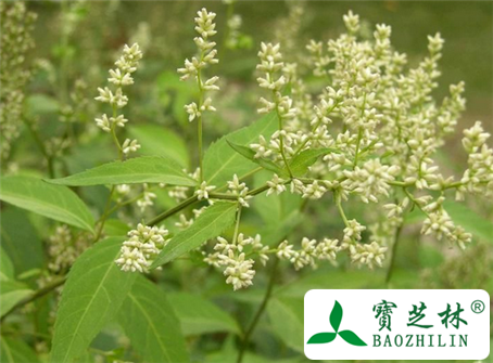 刘寄奴的功效与作用及食用方法图片