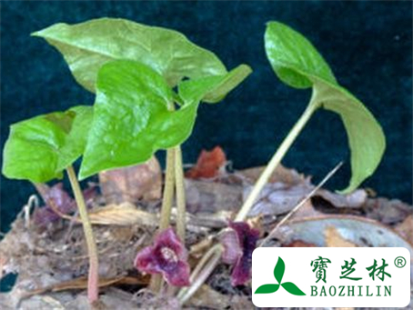 花脸细辛的功效与作用及食用方法图片