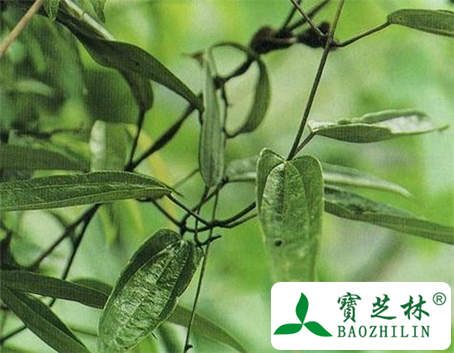 朱砂莲的功效与作用及食用方法图片
