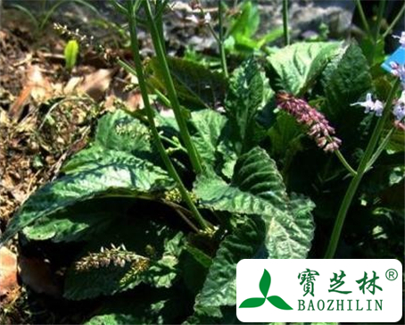朱砂草的功效与作用及食用方法图片