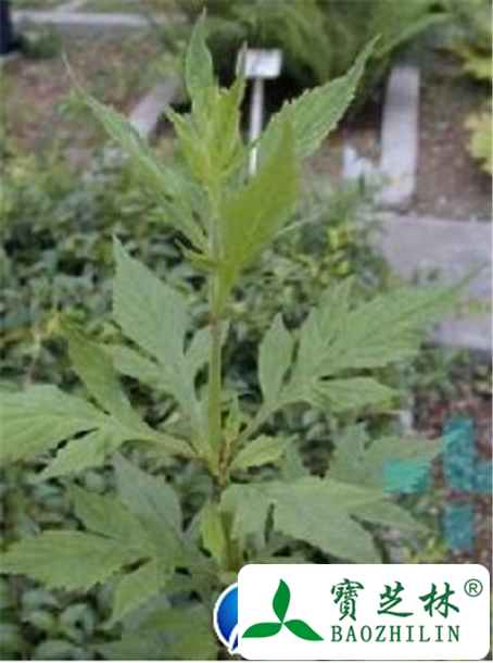 豆豉草的功效与作用及食用方法图片