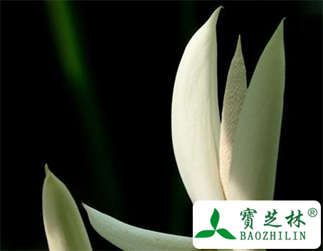 芋头花的功效与作用及食用方法图片