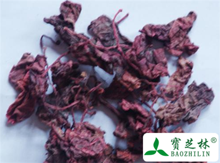 红天葵的功效与作用及食用方法图片