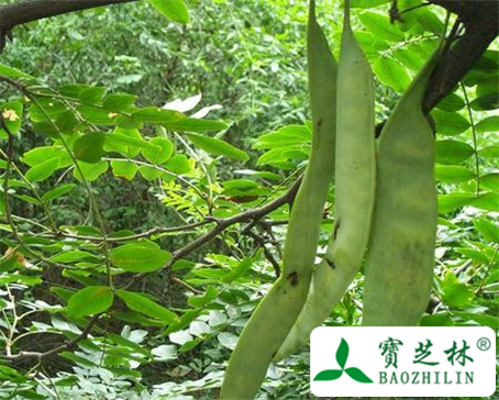 皂荚的功效与作用及食用方法图片