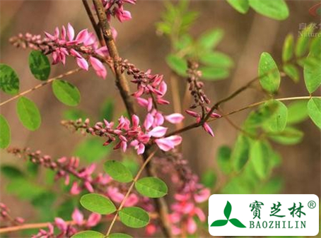 苏木蓝的功效与作用及食用方法图片