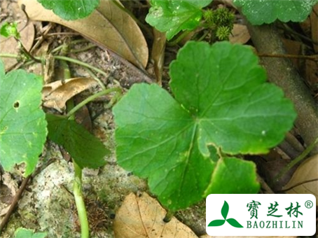 红马蹄草的功效与作用及食用方法图片