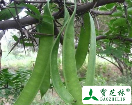 皂荚根皮的功效与作用及食用方法图片