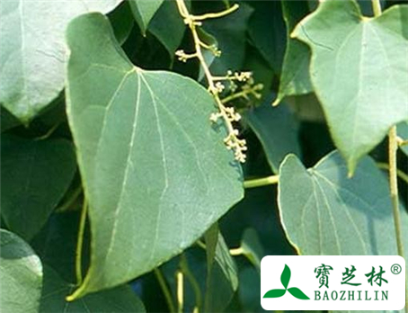 防己的功效与作用及食用方法图片