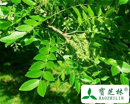 皂荚叶的功效与作用及食用方法图片