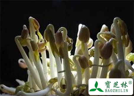 赤小豆芽的功效与作用及食用方法图片