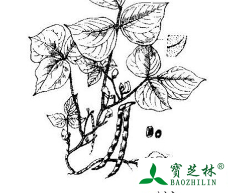 赤小豆叶的功效与作用及食用方法图片