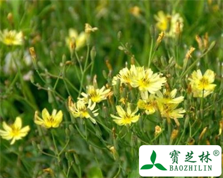 苦菜花子的功效与作用及食用方法图片