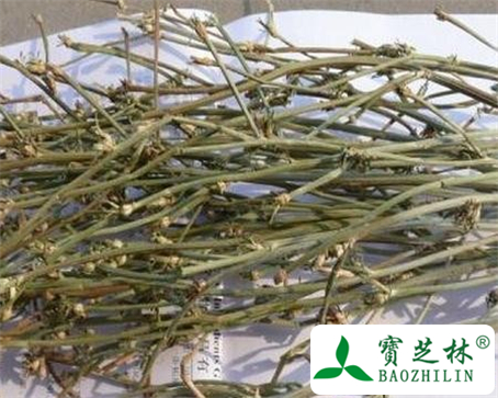 沙棘豆的功效与作用及食用方法图片