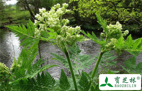 没药的功效与作用及食用方法图片