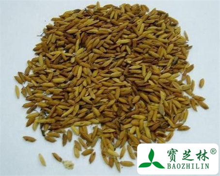 谷芽的功效与作用及食用方法图片