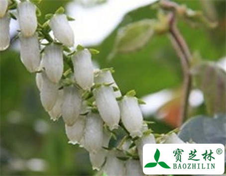 岩檀香的功效与作用及食用方法图片