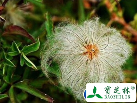 花木通的功效与作用及食用方法图片