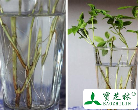 罗勒根的功效与作用及食用方法图片