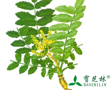 乳香的功效与作用及食用方法图片