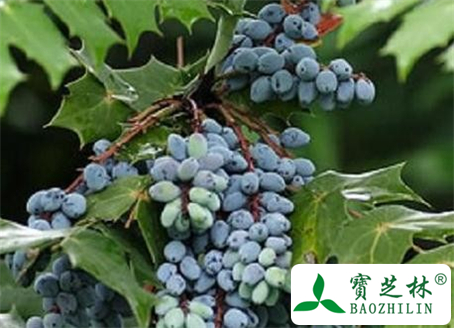 刺黄柏的功效与作用及食用方法图片