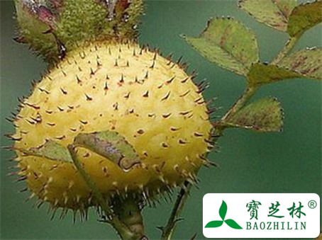 刺梨叶的功效与作用及食用方法图片