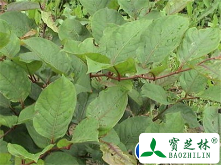 虎杖叶的功效与作用及食用方法图片