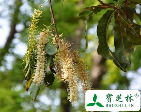 胡桃花的功效与作用及食用方法图片