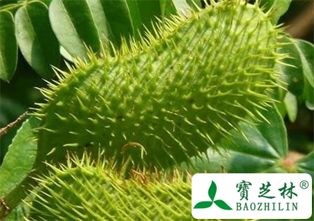 刺果苏木的功效与作用及食用方法图片
