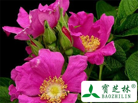 刺梨花的功效与作用及食用方法图片