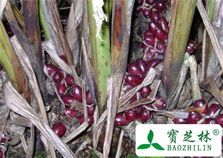 草果的功效与作用及食用方法图片