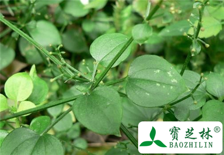 茜草根的功效与作用及食用方法图片