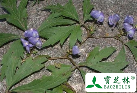 草乌头的功效与作用及食用方法图片