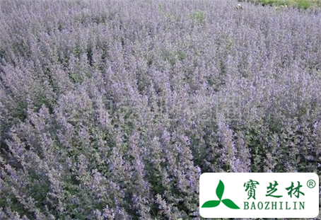 荆芥根的功效与作用及食用方法图片